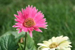 IMG_4192_1
