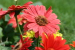 IMG_4195_1