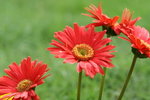 IMG_4197_1