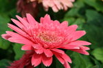 IMG_4238_1