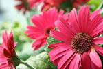 IMG_4245_1
