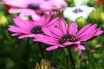 IMG_4247_1