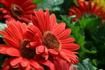 IMG_4261_1