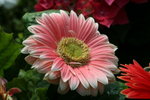 IMG_4264_1