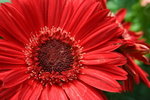 IMG_4265_1