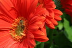IMG_4277_1