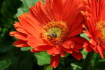 IMG_4278_1