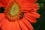 IMG_4281_1