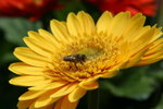 IMG_4284_1