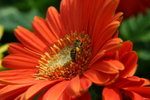 IMG_4287_1
