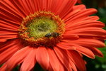 IMG_4297_1