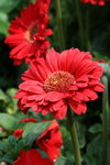 IMG_4299_1