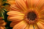 IMG_4306_1