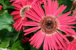 IMG_4307_1