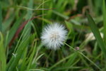 IMG_4337_1