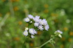 IMG_4348_1