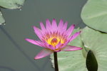 IMG_4378_1