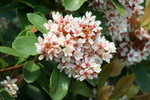 IMG_4391_1