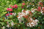 IMG_4393_1
