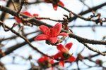 IMG_4412_1