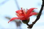 IMG_4418_1