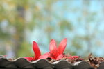 IMG_4421_1