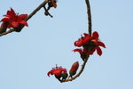 IMG_4422_1