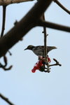 IMG_4427_1