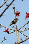 IMG_4432_1