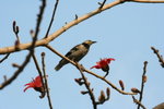 IMG_4434_1