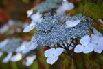 IMG_4587_1