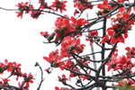 Cotton Tree Flowers (PolyU)
IMG_0118