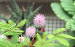By Contax N1 w/ Extension Tube
TST&MOS0505-20