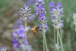 IMG_4762_1