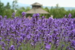IMG_4826_1