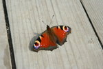 IMG_4850_1