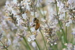 IMG_4864_1