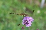 IMG_4899_1