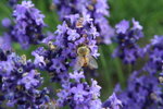IMG_4906_1