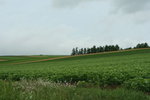 IMG_4958_1