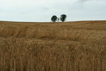 IMG_4971_1