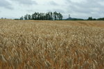 IMG_4994_1