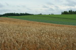 IMG_4995_1
