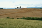 IMG_5006_1