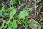 金菊
IMG_5287_1