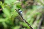 IMG_5292_1