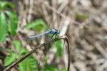 IMG_5295_1