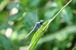 IMG_5305_1
