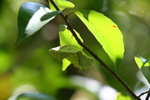 裳鳳蝶蛹
IMG_5315_1