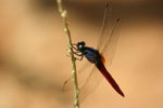IMG_5319_1